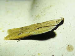 Mesophleps adustipennis