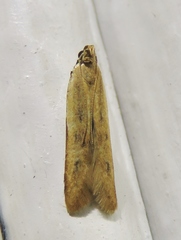 Mesophleps adustipennis