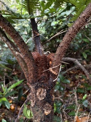Alsophila portoricensis