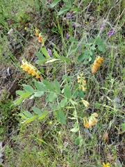 Lathyrus sulphureus