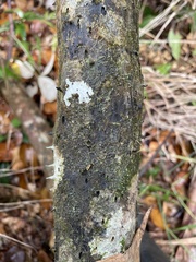 Alsophila portoricensis