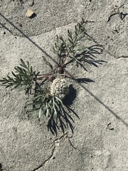 Cymopterus glomeratus