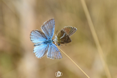 Polyommatus vanensis