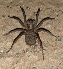 Lycosidae