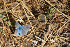 Polyommatus vanensis