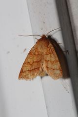 Pyreferra hesperidago