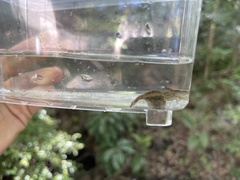 Neocaridina denticulata