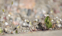 Draba verna