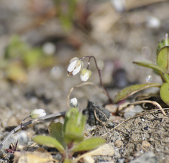 Draba verna