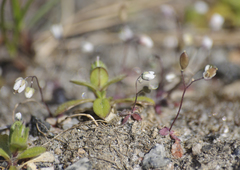 Draba verna