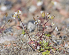 Draba verna