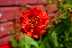 Geum quellyon