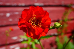 Geum quellyon