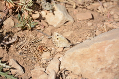 Pseudochazara pelopea