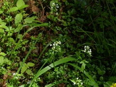 Cardamine breweri