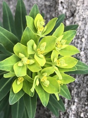 Euphorbia jolkinii