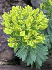 Euphorbia jolkinii