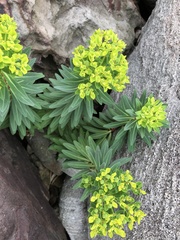 Euphorbia jolkinii