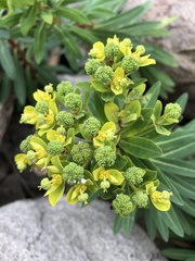 Euphorbia jolkinii