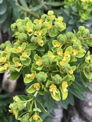Euphorbia jolkinii