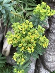 Euphorbia jolkinii