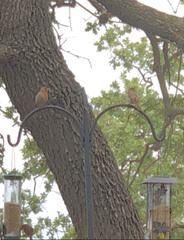 Haemorhous mexicanus