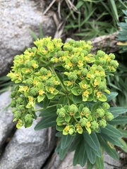 Euphorbia jolkinii