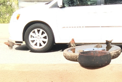 Haemorhous mexicanus