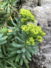 Euphorbia jolkinii
