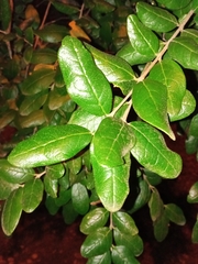 Peumus boldus