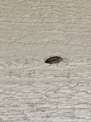 Micronaspis floridana