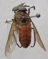 Esenbeckia
