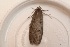 Semioscopis
