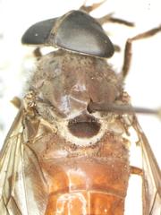 Esenbeckia