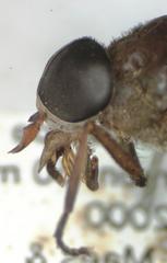 Esenbeckia