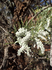 Hakea divaricata