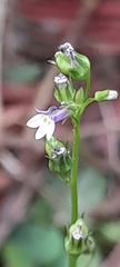 Lobelia cliffortiana