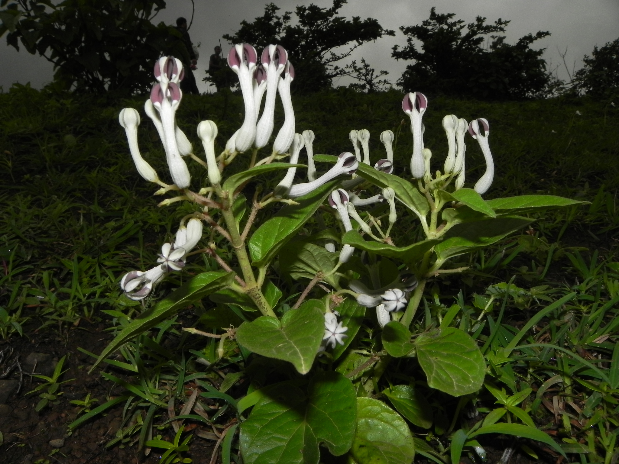Ceropegia lawii