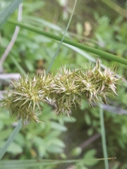 Carex crus-corvi