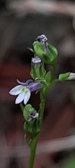 Lobelia cliffortiana