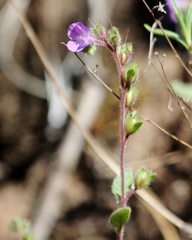 Phacelia linearis