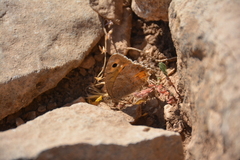 Pseudochazara pelopea