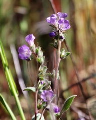 Phacelia linearis