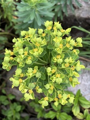 Euphorbia jolkinii