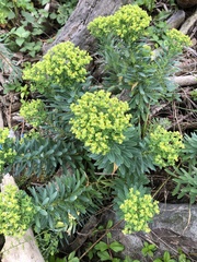 Euphorbia jolkinii