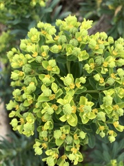 Euphorbia jolkinii