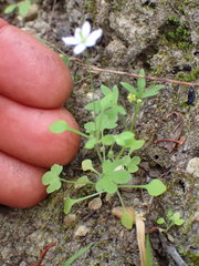 Meconella denticulata