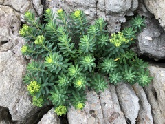 Euphorbia jolkinii