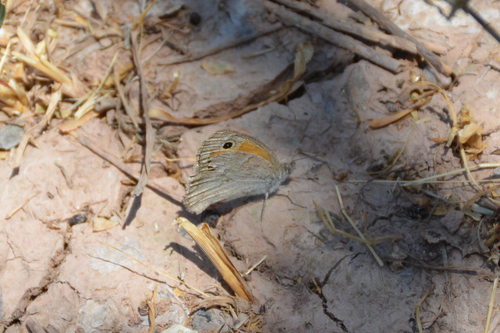 Hyponephele interposita