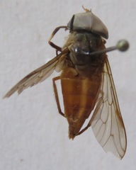 Tabanus colombensis